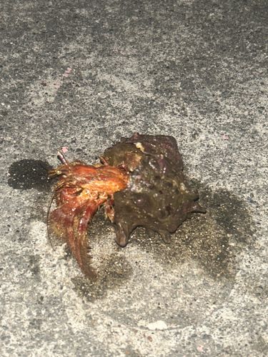 ドチザメの釣果