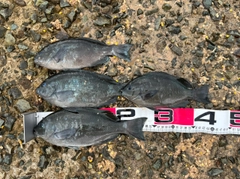 クロの釣果