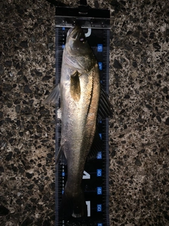 フッコ（マルスズキ）の釣果