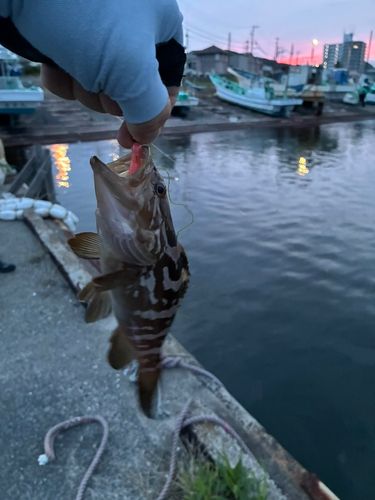 クエの釣果