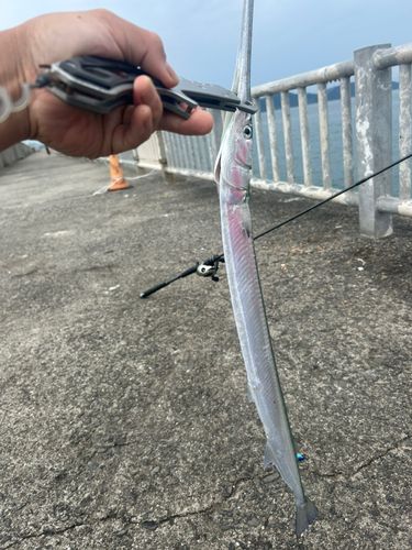ダツの釣果