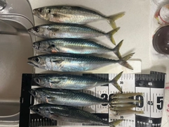 グルクマの釣果