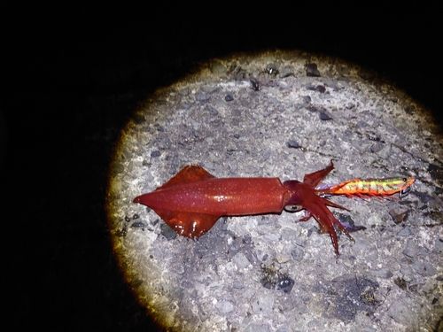 ケンサキイカの釣果