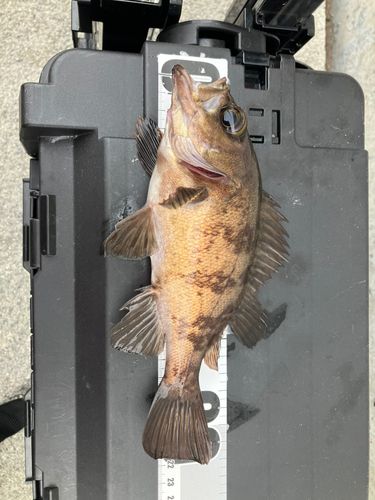メバルの釣果