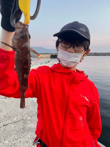エゾメバルの釣果