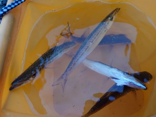 カマスの釣果