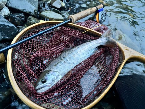 ヤマメの釣果