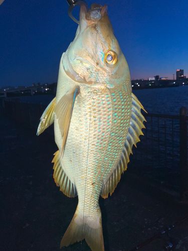 タマンの釣果