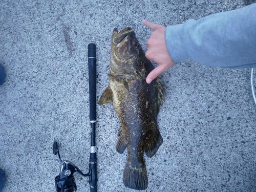 ベッコウゾイの釣果