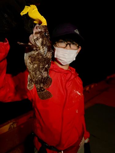ハチガラの釣果
