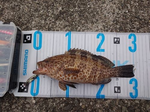 オオモンハタの釣果