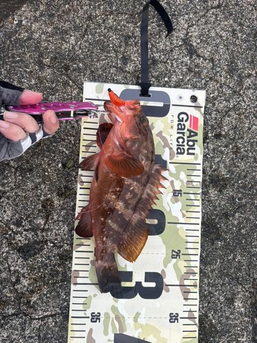 キジハタの釣果