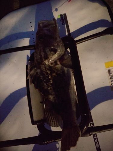 クロソイの釣果