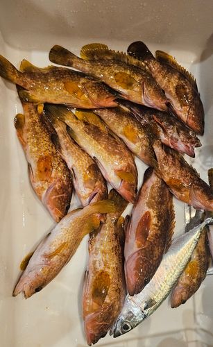 アコウの釣果