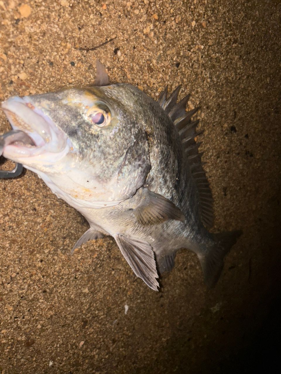 チヌ・マゴチの釣果写真