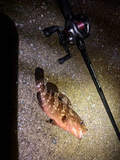 キジハタの釣果