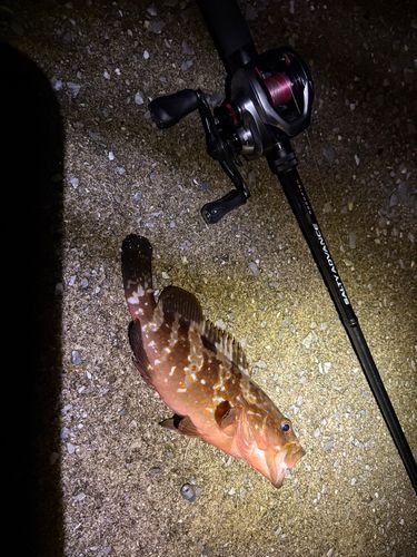 キジハタの釣果