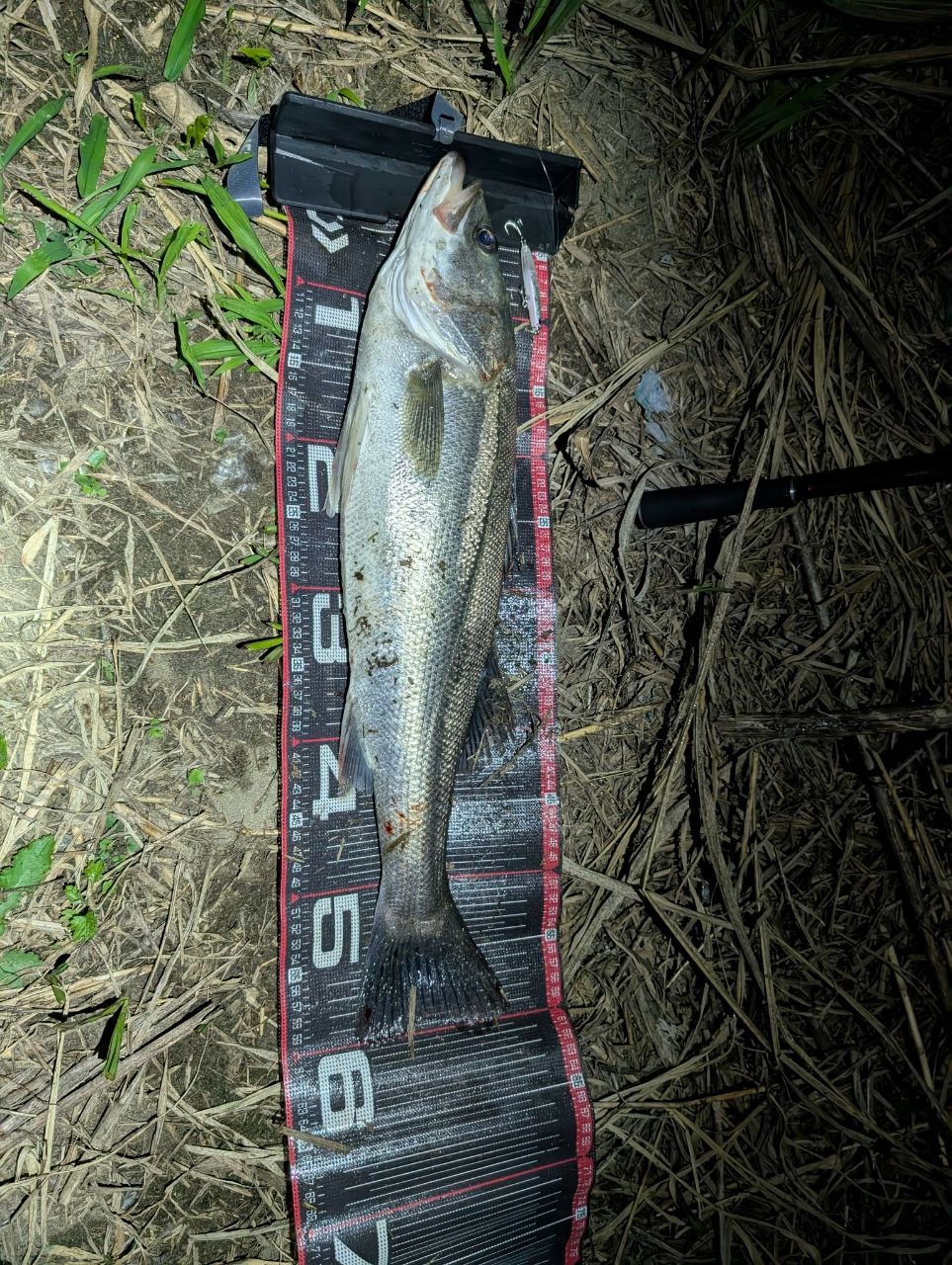 DAIWA 23エアリティ LT5000D-CXHの最安値・インプレ・釣果 | 本音の