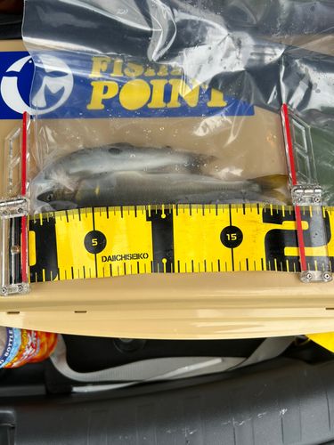 アユの釣果