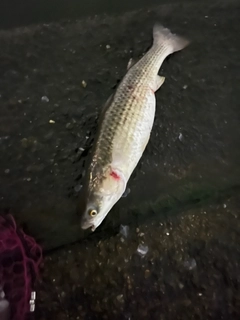 メナダの釣果