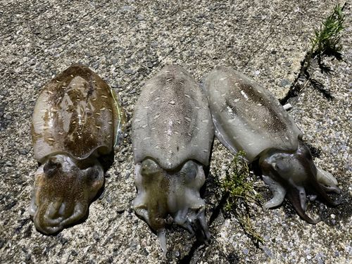 カミナリイカの釣果