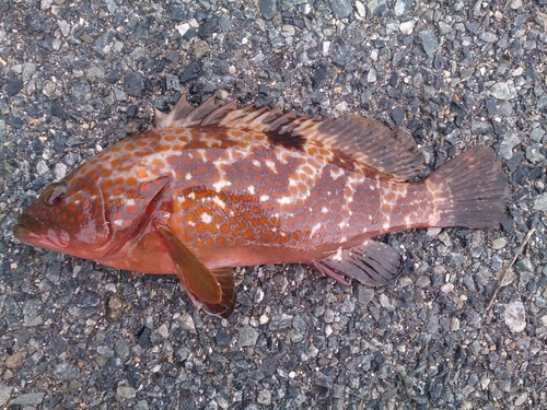 アコウの釣果