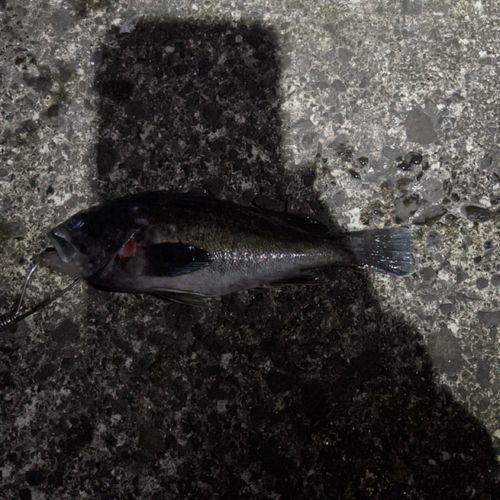 クロソイの釣果