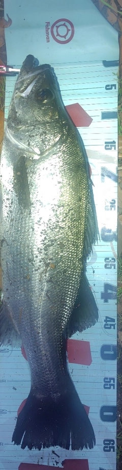 ヒラスズキの釣果