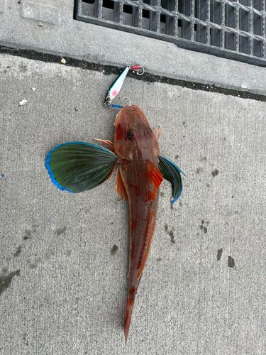 ホウボウの釣果