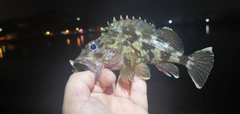 ガシラの釣果