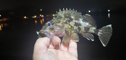 ガシラの釣果