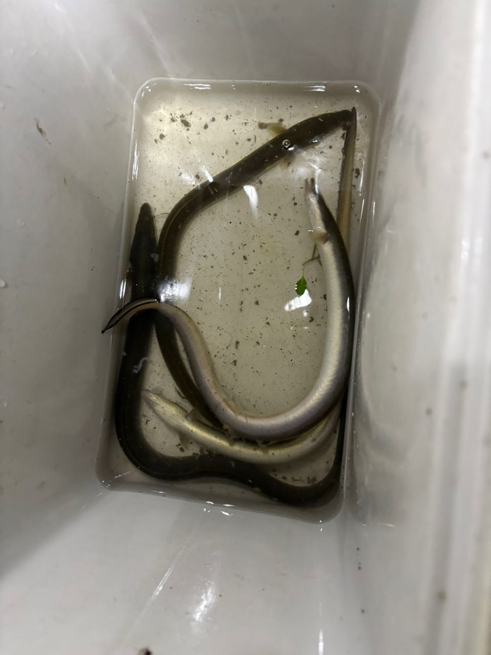 ウナギの釣果写真