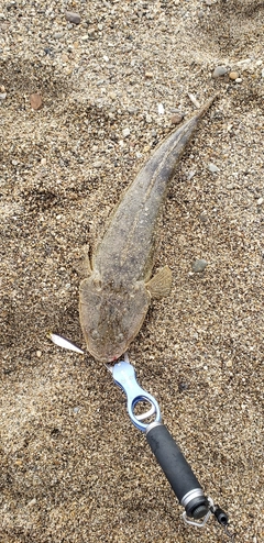 マゴチの釣果