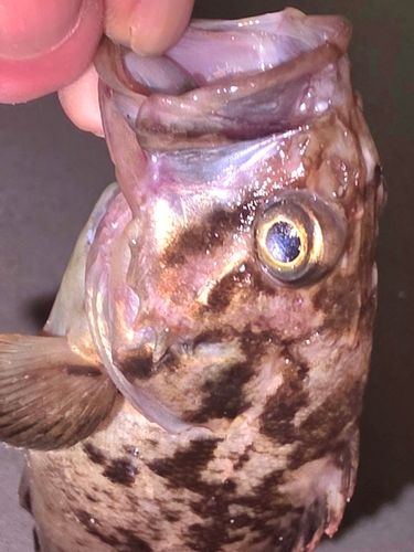 クロソイの釣果