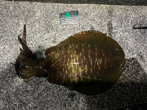 イカの釣果