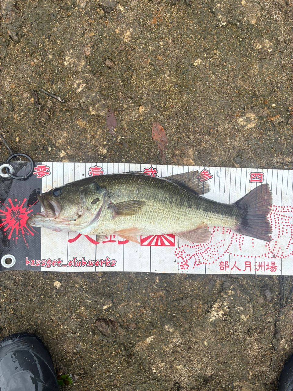ブラックバスの釣果写真