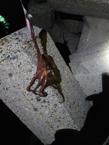 タコの釣果