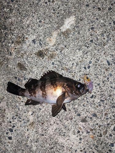 メバルの釣果