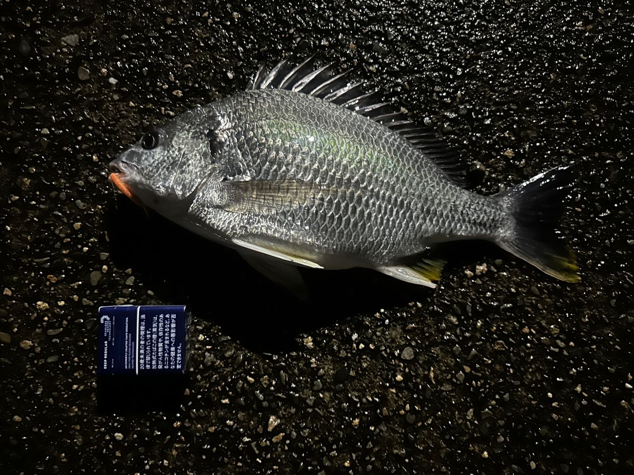チヌの釣果写真