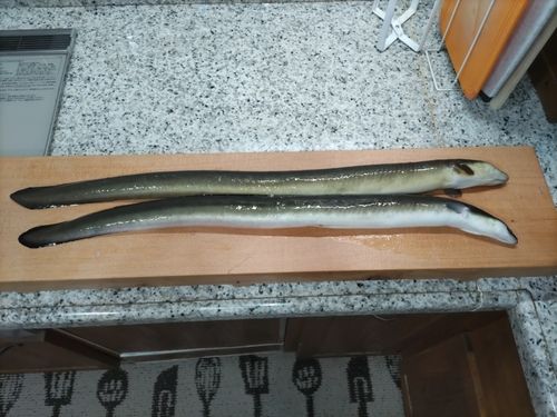 ウナギの釣果