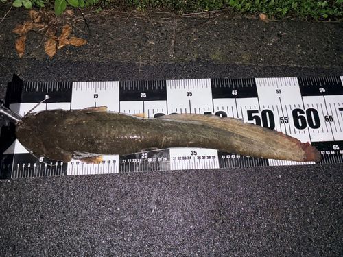 ナマズの釣果