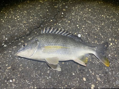 チヌの釣果
