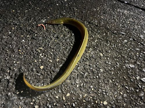 ウナギの釣果