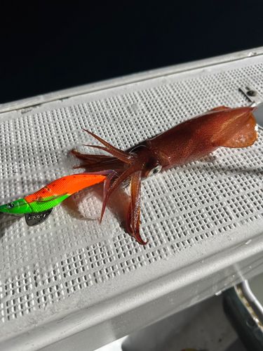ケンサキイカの釣果