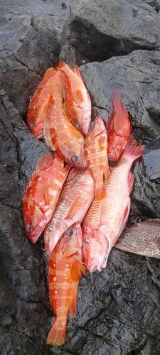 アカハタの釣果
