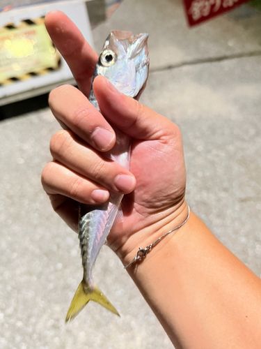 イワシの釣果