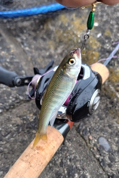 オイカワの釣果