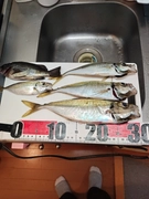 アジの釣果