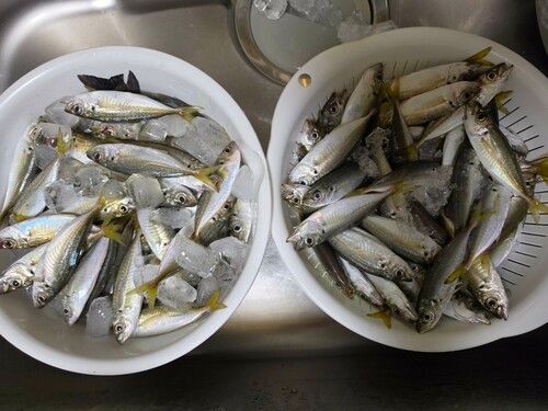 アジの釣果