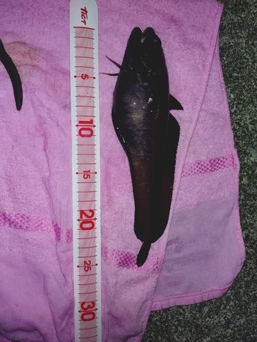 ドンコの釣果